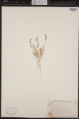 Herbarium sheet of 